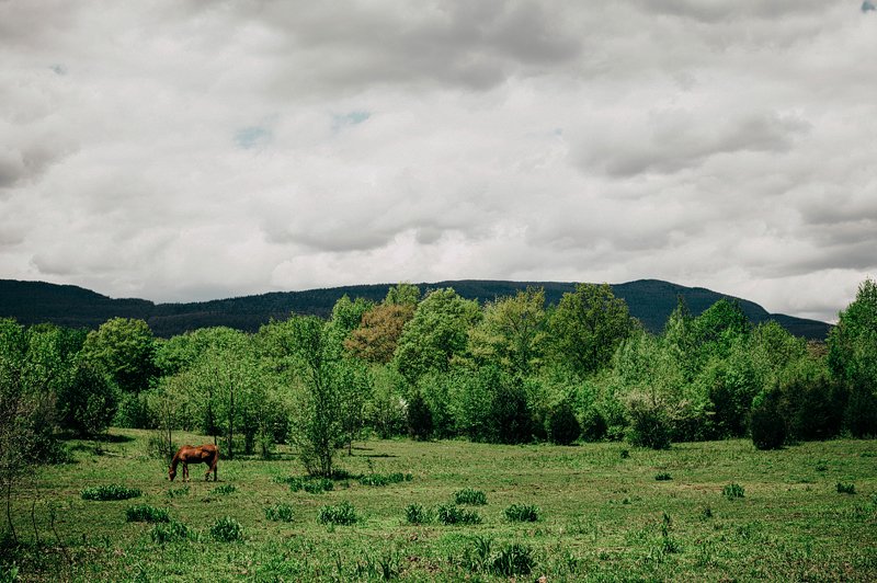 horse in the catskills