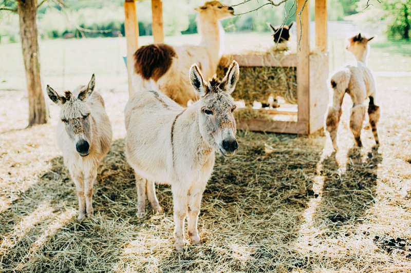 catskills farm wedding photography