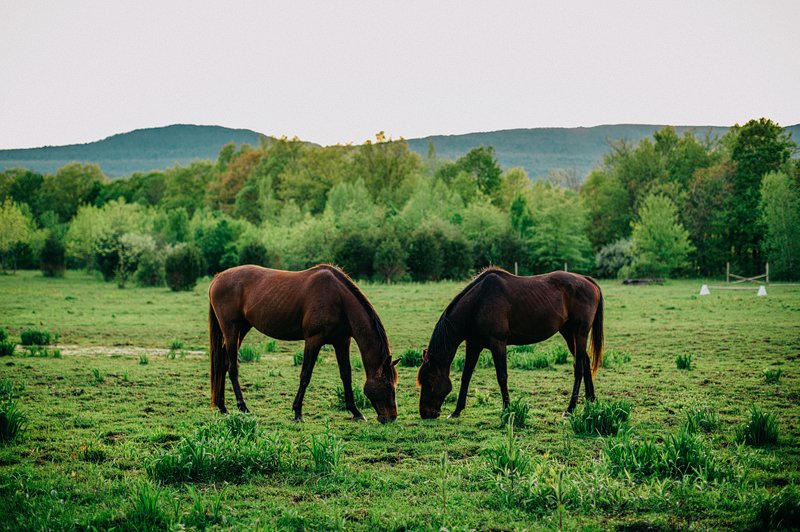 Catskills_Farm_Wedding_NY_Kaaterskill_083