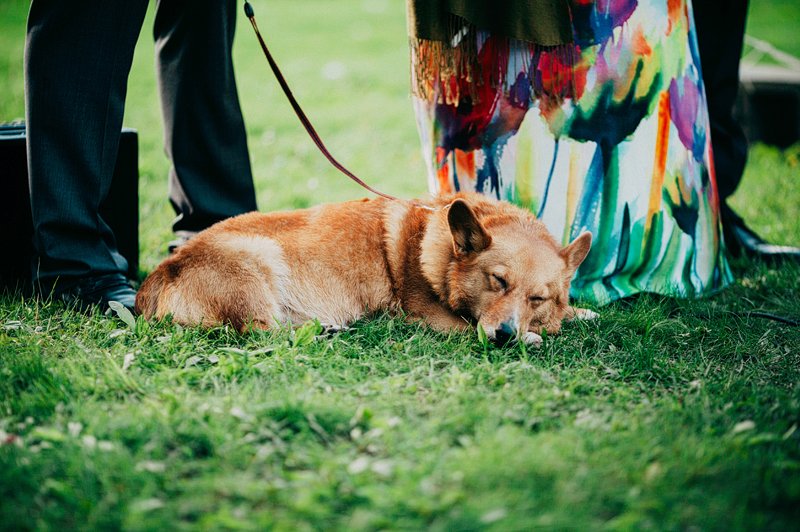 dog at wedding ceremony hudson valley