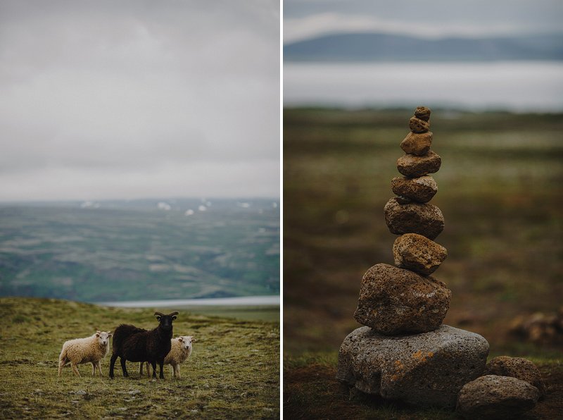 iceland sheep