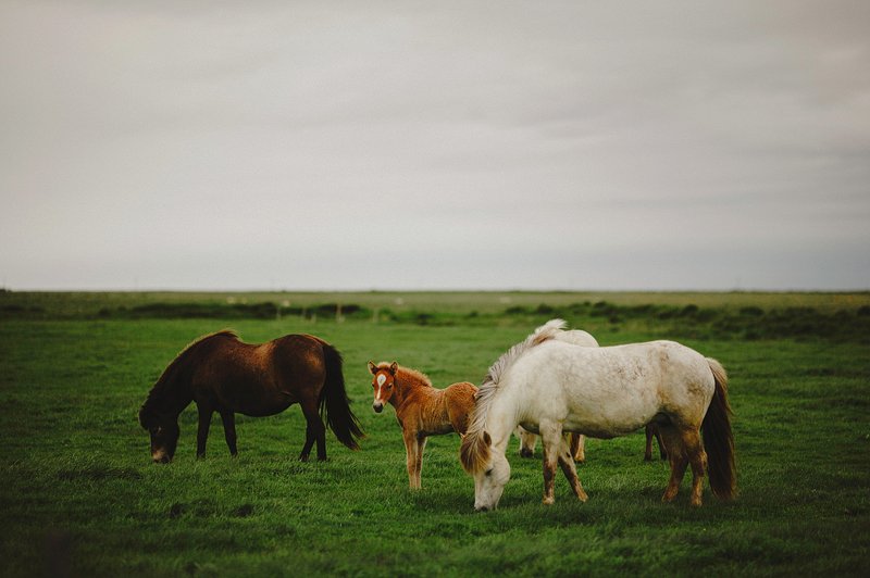 horses in iceland 4