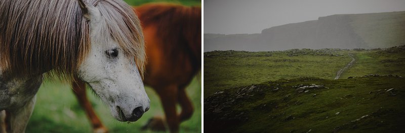 horses in iceland 2