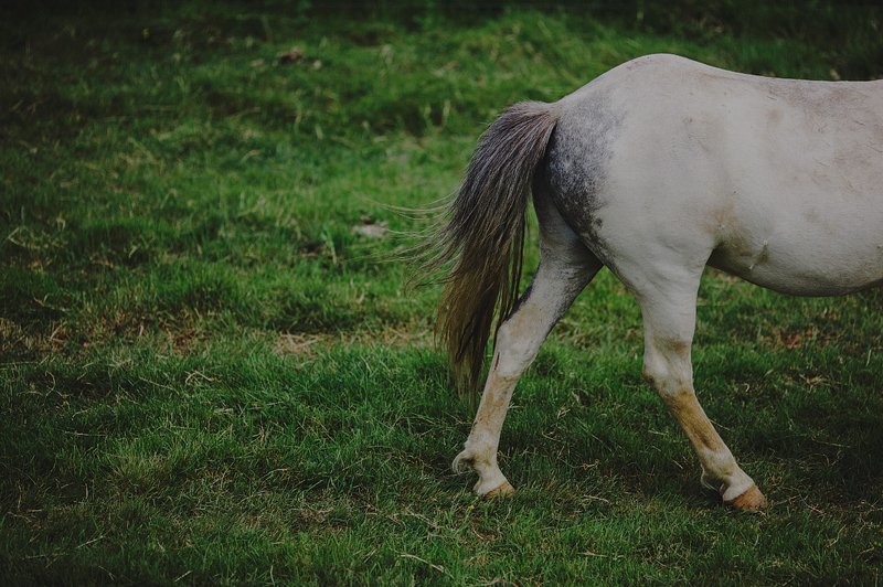 horses in iceland 3