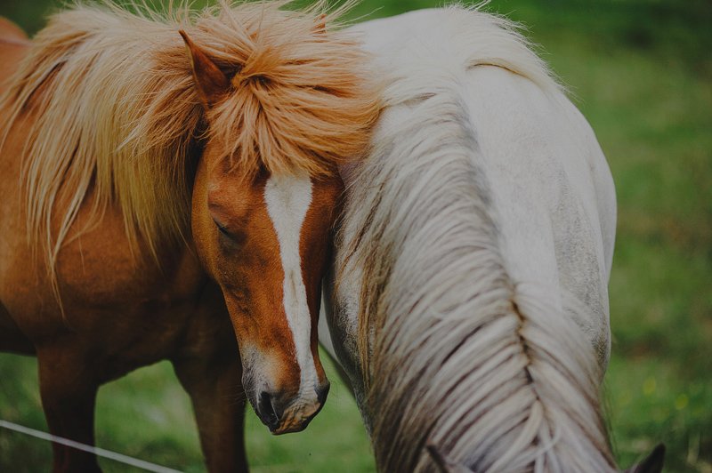 horses in iceland