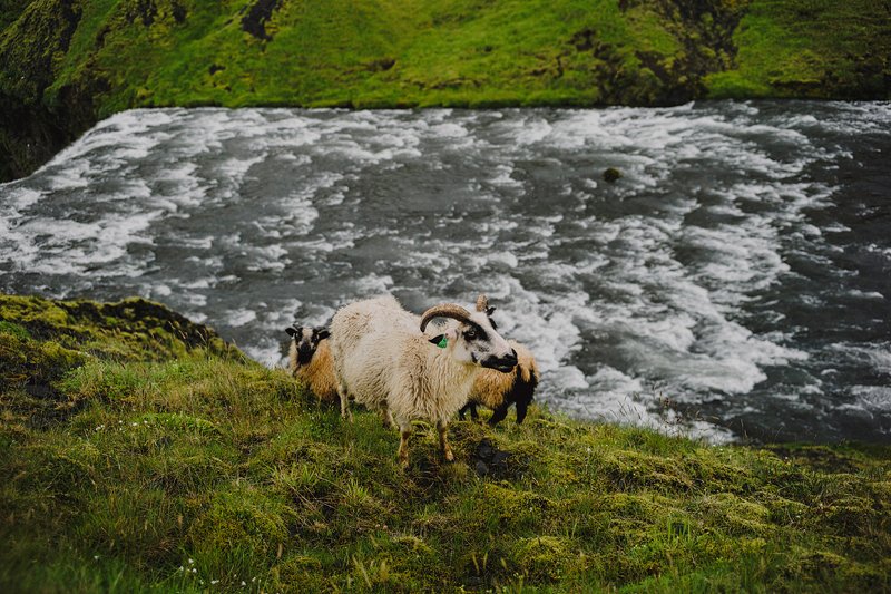 mountain goats iceland