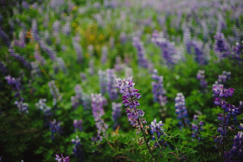 bluebonnets iceland