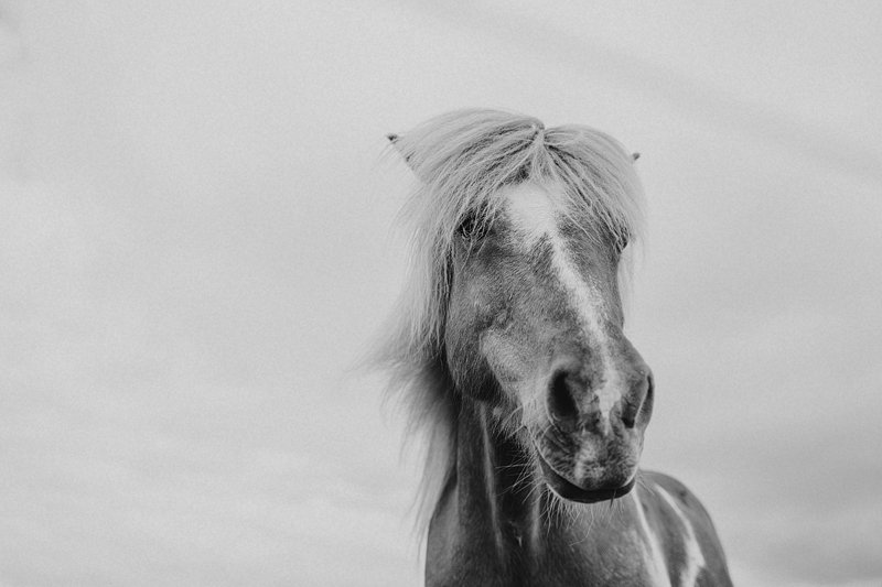 iceland horse